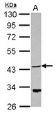 Sample (30 ug of whole cell lysate) A: Jurkat 10% SDS PAGE NDRG4 antibody diluted at 1:1000