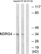 Western blot of extracts from HT-29/HepG2 cells, using NDRG4 Antibody. The lane on the right is treated with the synthesized peptide.