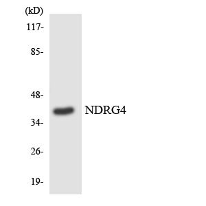 Western blot of the lysates from K562 cells using NDRG4 antibody.