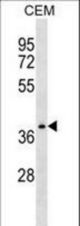 NDRG4 Antibody western blot of CEM cell line lysates (35 ug/lane). The NDRG4 antibody detected the NDRG4 protein (arrow).