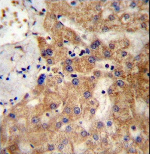 NDST1 Antibody immunohistochemistry of formalin-fixed and paraffin-embedded human liver tissue followed by peroxidase-conjugated secondary antibody and DAB staining.