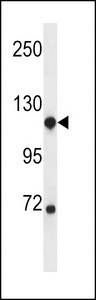 NDST1 Antibody western blot of CEM cell line lysates (35 ug/lane). The NDST1 antibody detected the NDST1 protein (arrow).