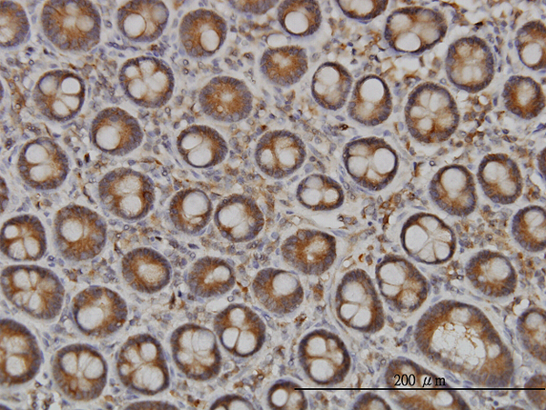Immunoperoxidase of monoclonal antibody to NDST1 on formalin-fixed paraffin-embedded human small Intestine. [antibody concentration 3 ug/ml]