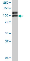 NDST1 monoclonal antibody (M01), clone 1G10 Western blot of NDST1 expression in A-549.