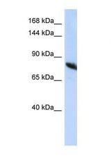Western blot of Human HepG2. NDST2 antibody dilution 1.0 ug/ml.