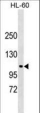 NDST3 Antibody western blot of HL-60 cell line lysates (35 ug/lane). The NDST3 antibody detected the NDST3 protein (arrow).