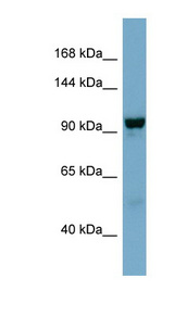 NDST4 antibody LS-C107593 Western blot of NCI-H226 cell lysate.