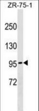 NDST4 Antibody western blot of ZR-75-1 cell line lysates (35 ug/lane). The NDST4 antibody detected the NDST4 protein (arrow).