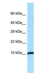 NDUFA1 antibody Western Blot of Fetal kidney.
