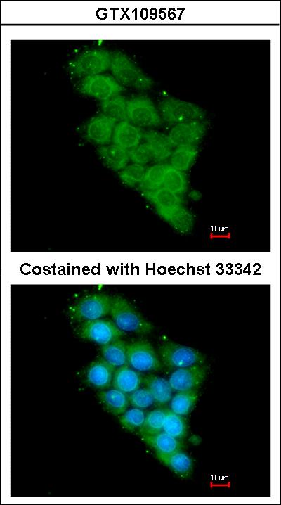 Immunofluorescence of methanol-fixed HepG2 using NDUFA12 antibody at 1:200 dilution.