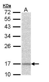 Sample (30 ug of whole cell lysate). A: Hep G2 . 12% SDS PAGE. NDUFA12 / B17.2 antibody diluted at 1:1000