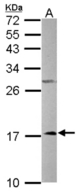 Sample (50 ug of whole cell lysate). A: mouse liver. 15% SDS PAGE. NDUFA12 / B17.2 antibody diluted at 1:1000.