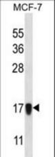 NDUFA13 Antibody western blot of MCF-7 cell line lysates (35 ug/lane). The NDUFA13 antibody detected the NDUFA13 protein (arrow).