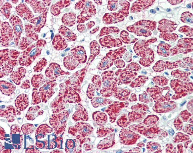 Anti-NDUFA7 antibody IHC staining of human heart. Immunohistochemistry of formalin-fixed, paraffin-embedded tissue after heat-induced antigen retrieval. Antibody LS-B9562 concentration 5 ug/ml.