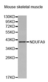 Western blot analysis of extracts of mouse skeletal muscle, using NDUFA9 antibody.