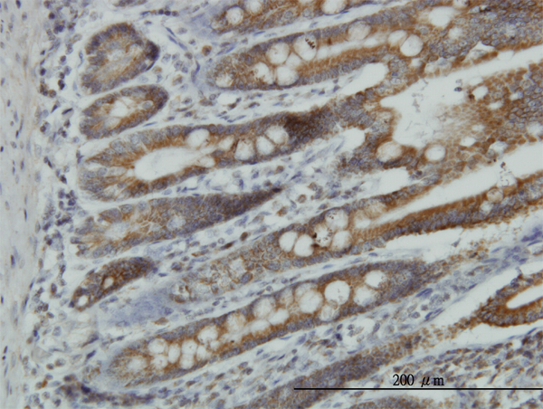 Immunoperoxidase of monoclonal antibody to NDUFA9 on formalin-fixed paraffin-embedded human small Intestine. [antibody concentration 0.8 ug/ml]