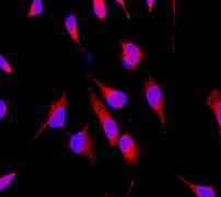 Immunofluorescent staining of HeLa cells using anti-NDUFAF1 antibody (LS-C105599).