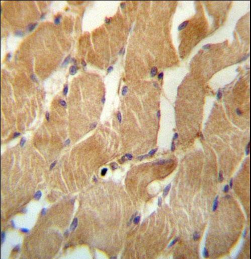 NDUFAF2 Antibody immunohistochemistry of formalin-fixed and paraffin-embedded human skeletal muscle followed by peroxidase-conjugated secondary antibody and DAB staining.