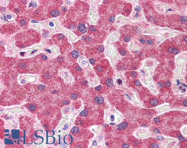 Anti-NDUFAF2 antibody IHC of human liver. Immunohistochemistry of formalin-fixed, paraffin-embedded tissue after heat-induced antigen retrieval. Antibody LS-B5045 concentration 5 ug/ml.