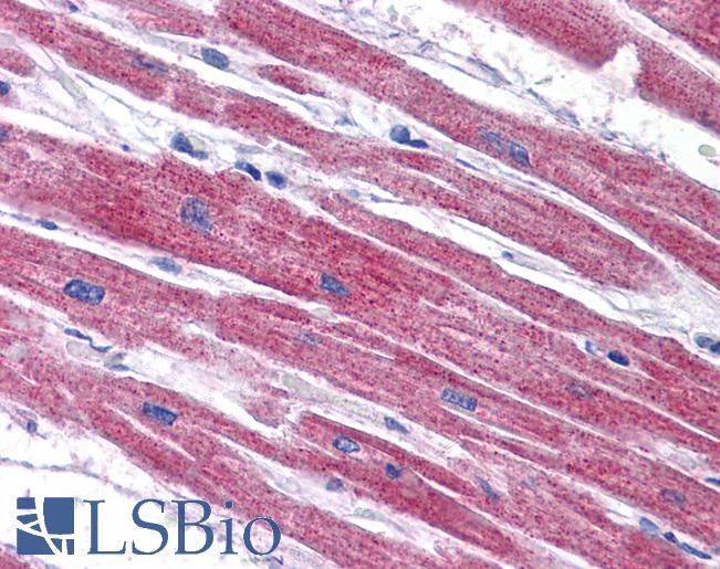 Anti-NDUFAF2 antibody IHC of human heart. Immunohistochemistry of formalin-fixed, paraffin-embedded tissue after heat-induced antigen retrieval. Antibody LS-B5045 concentration 5 ug/ml.