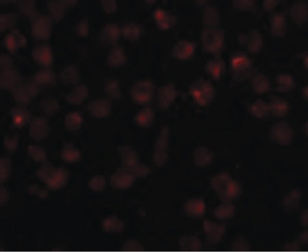 Immunofluorescence of Mimitin in Raji cells with Mimitin antibody at 20 ug/ml.