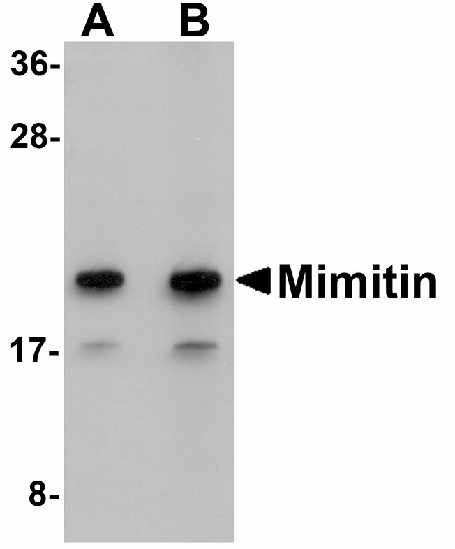 Western blot of Mimitin in Raji cell lysate with Mimitin antibody at (A) 1 and (B) 2 ug/ml.