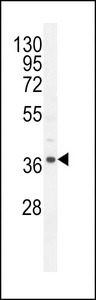 NDUF3 Antibody western blot of mouse heart tissue lysates (35 ug/lane). The NDUF3 antibody detected the NDUF3 protein (arrow).
