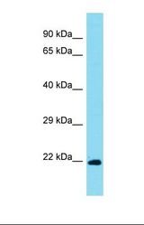 Western blot of Mouse Thymus. Qsox2 antibody dilution 1.0 ug/ml.