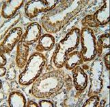 NDUFC2 Antibody immunohistochemistry of formalin-fixed and paraffin-embedded human kidney tissue followed by peroxidase-conjugated secondary antibody and DAB staining.