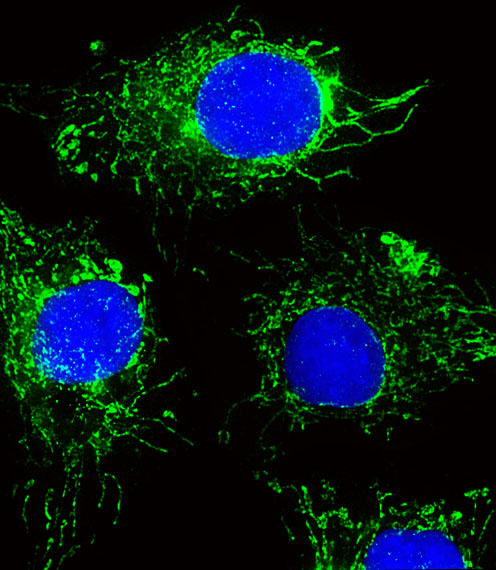 Fluorescent image of HepG2 cells stained with NDUFC2 Antibody. Antibody was diluted at 1:25 dilution. An Alexa Fluor 488-conjugated goat anti-rabbit lgG at 1:400 dilution was used as the secondary antibody (green). DAPI was used to stain the cell nuclear (blue).