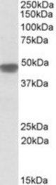 NDUFS2 antibody (0.1 ug/ml) staining of Human Heart lysate (35 ug protein/ml in RIPA buffer). Primary incubation was 1 hour. Detected by chemiluminescence.