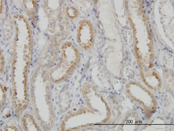 Immunoperoxidase of monoclonal antibody to NDUFS3 on formalin-fixed paraffin-embedded human kidney. [antibody concentration 3 ug/ml]