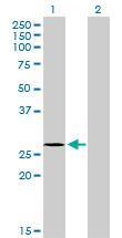 Western blot of NDUFS3 expression in transfected 293T cell line by NDUFS3 monoclonal antibody (M02), clone 1D6.