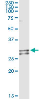 Immunoprecipitation of NDUFS3 transfected lysate using anti-NDUFS3 monoclonal antibody and Protein A Magnetic Bead.