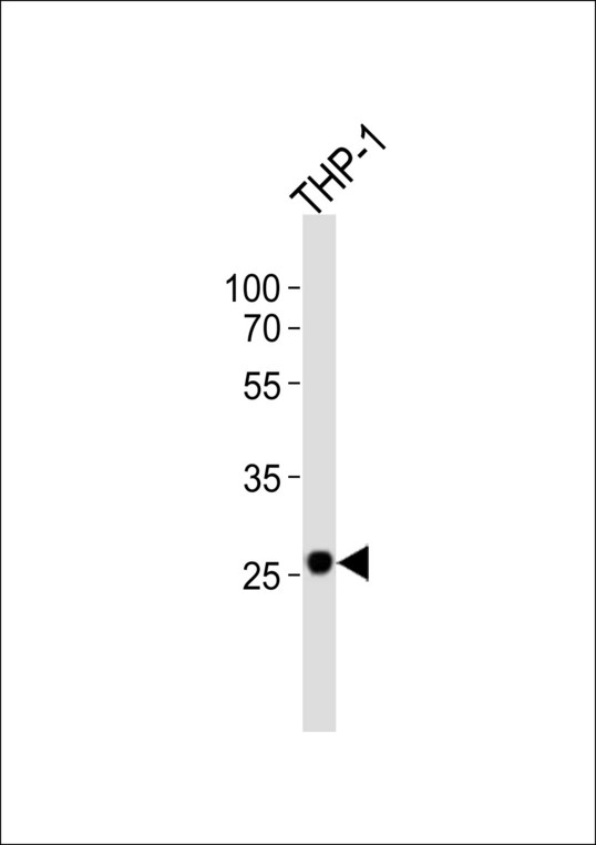 Western blot of lysate from THP-1 cell line with NDUFS3 Antibody. Antibody was diluted at 1:1000. A goat anti-rabbit IgG H&L (HRP) at 1:10000 dilution was used as the secondary antibody. Lysate at 20 ug.
