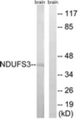 Western blot of extracts from mouse brain cells, using NDUFS3 Antibody. The lane on the right is treated with the synthesized peptide.