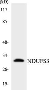 Western blot of the lysates from COLO205 cells using NDUFS3 antibody.