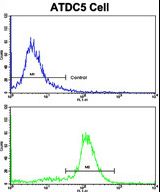Flow cytometric of ATDC5 cells using NDUFS4 Antibody (bottom histogram) compared to a negative control cell (top histogram). FITC-conjugated goat-anti-rabbit secondary antibodies were used for the analysis.