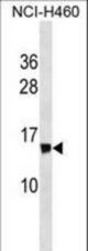 NDUFS6 Antibody western blot of NCI-H460 cell line lysates (35 ug/lane). The NDUFS6 antibody detected the NDUFS6 protein (arrow).