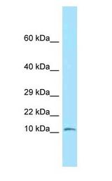 NDUFS6 antibody Western Blot of Mouse Small Intestine.