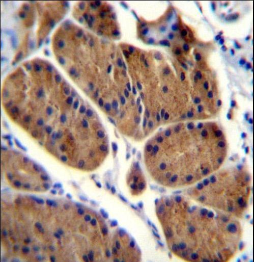 NDUFS8 Antibody immunohistochemistry of formalin-fixed and paraffin-embedded human stomach tissue followed by peroxidase-conjugated secondary antibody and DAB staining.
