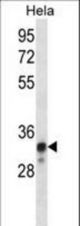 NDUFS8 Antibody western blot of HeLa cell line lysates (35 ug/lane). The NDUFS8 antibody detected the NDUFS8 protein (arrow).