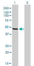 Western Blot analysis of NDUFV1 expression in transfected 293T cell line by NDUFV1 monoclonal antibody (M01), clone 4A7.Lane 1: NDUFV1 transfected lysate(50.8 KDa).Lane 2: Non-transfected lysate.