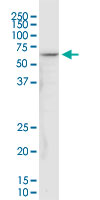 NDUFV1 monoclonal antibody (M01), clone 4A7. Western Blot analysis of NDUFV1 expression in PC-12.