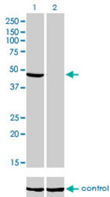 Western blot analysis of NDUFV1 over-expressed 293 cell line, cotransfected with NDUFV1 Validated Chimera RNAi (Lane 2) or non-transfected control (Lane 1). Blot probed with NDUFV1 monoclonal antibody (M01), clone 4A7 . GAPDH ( 36.1 kDa ) used as specificity and loading control.