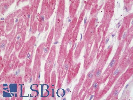 Anti-NDUFV1 antibody IHC staining of human heart. Immunohistochemistry of formalin-fixed, paraffin-embedded tissue after heat-induced antigen retrieval. Antibody LS-B10759 concentration 10 ug/ml.