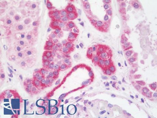 Anti-NDUFV1 antibody IHC staining of human kidney. Immunohistochemistry of formalin-fixed, paraffin-embedded tissue after heat-induced antigen retrieval.