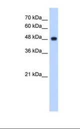 HepG2 cell lysate. Antibody concentration: 2.5 ug/ml. Gel concentration: 12%.