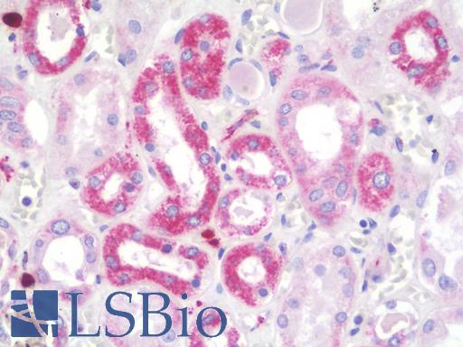 Anti-NDUFV2 antibody IHC staining of human kidney. Immunohistochemistry of formalin-fixed, paraffin-embedded tissue after heat-induced antigen retrieval.