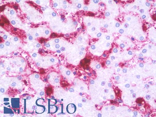 Anti-NDUFV2 antibody IHC staining of human liver. Immunohistochemistry of formalin-fixed, paraffin-embedded tissue after heat-induced antigen retrieval. Antibody LS-B9848 concentration 10 ug/ml.